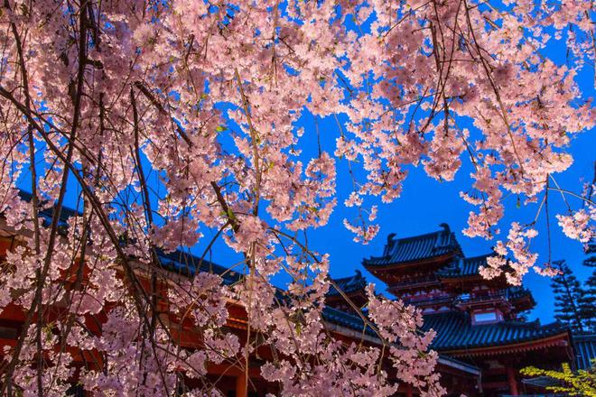 京都樱花队豪取胜利,顺利晋级下一轮 京都樱花队豪取胜利,顺利晋级下一轮