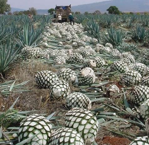 关于墨西哥女足以一球之差负于加拿大的信息